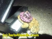 /home//u458753944/public_html/sourcegallery///////Roxborough Toad Detour/2024/2024-04-14/P4141371.JPG